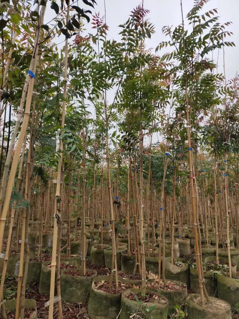 黄连木袋苗地径1.8-2.2公分