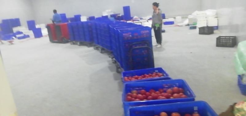 【西红柿】精品硬粉西红柿产地直销皮薄多汁全国发货