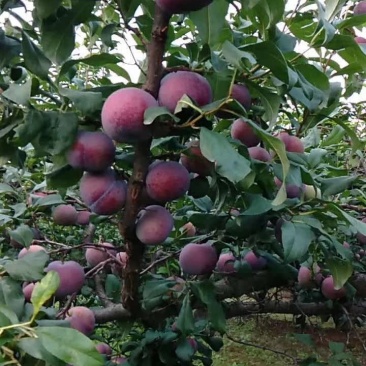 黑布林李子