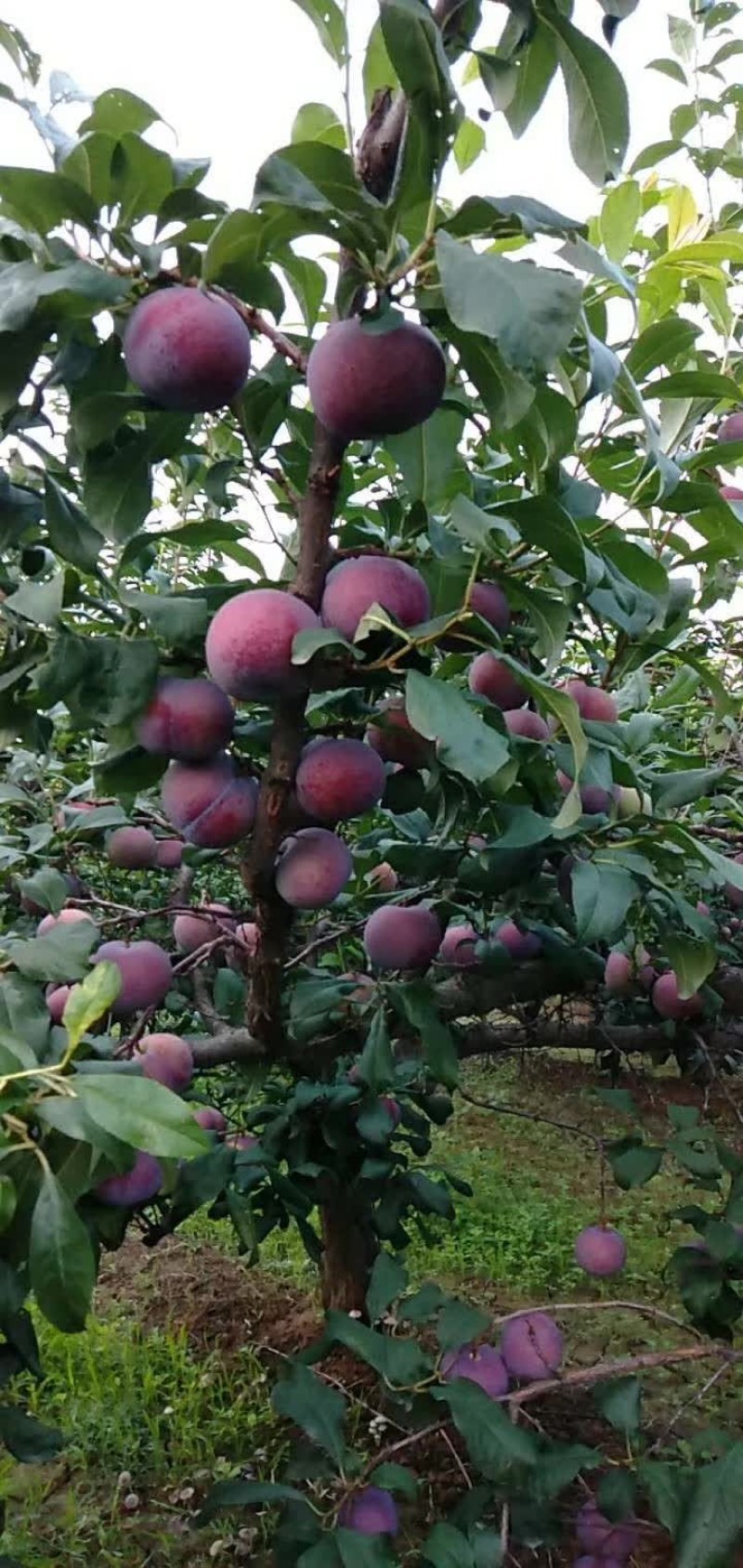 黑布林李子