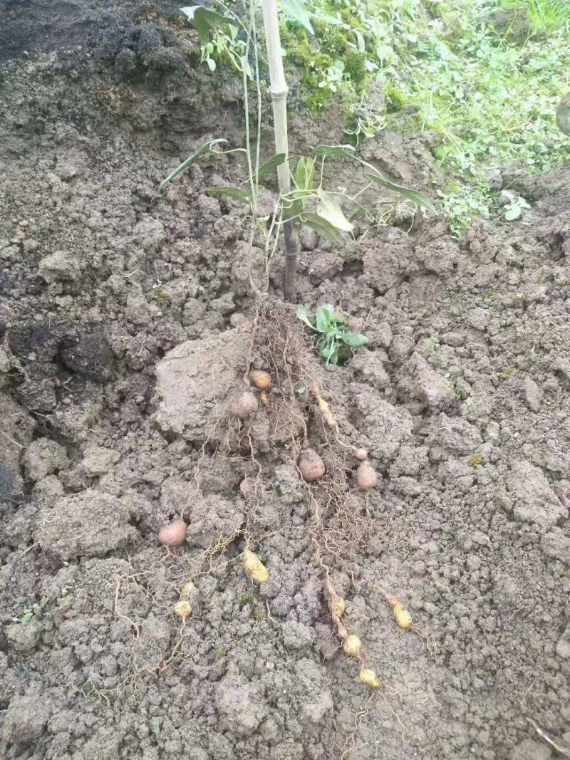 基地正在热销中药材，地苦胆两年籽育苗基地支持实地考察挖苗