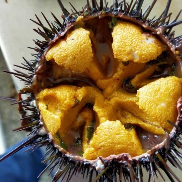 海胆