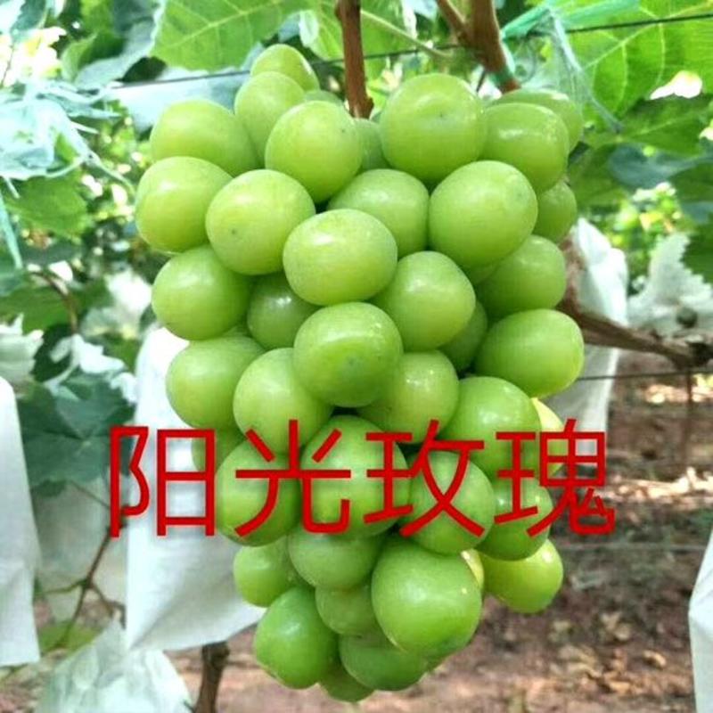 【热卖】阳光玫瑰葡萄品质保证量大从优可视频看货实地考察