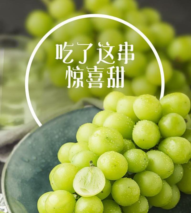 【热卖】阳光玫瑰葡萄品质保证量大从优可视频看货实地考察