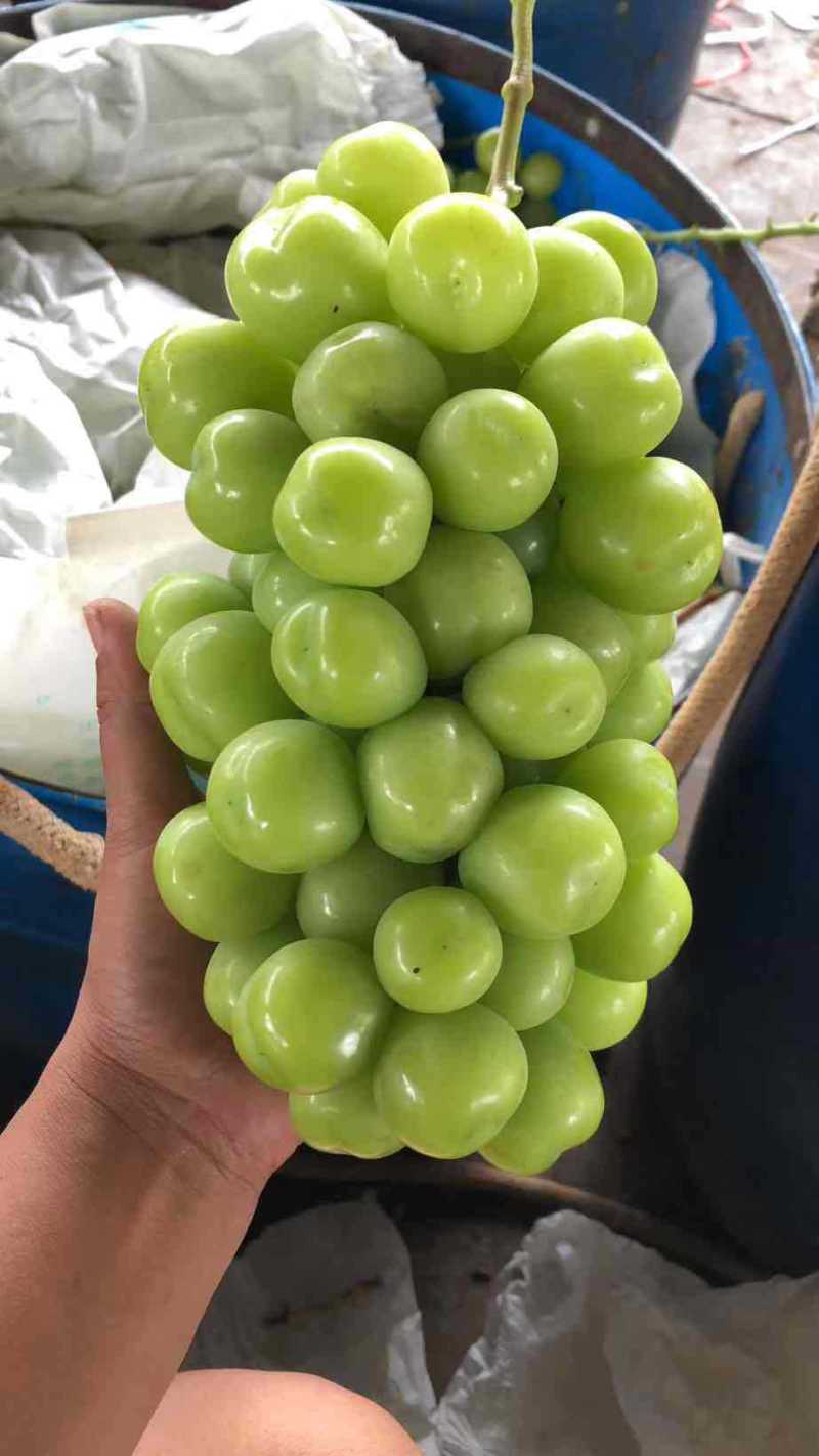 【热卖】阳光玫瑰葡萄品质保证量大从优可视频看货实地考察
