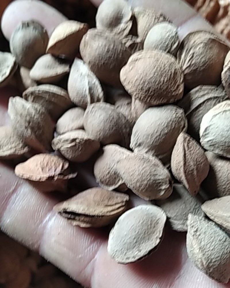杏核大量批发零售各种中草药和当季农产品物美价廉