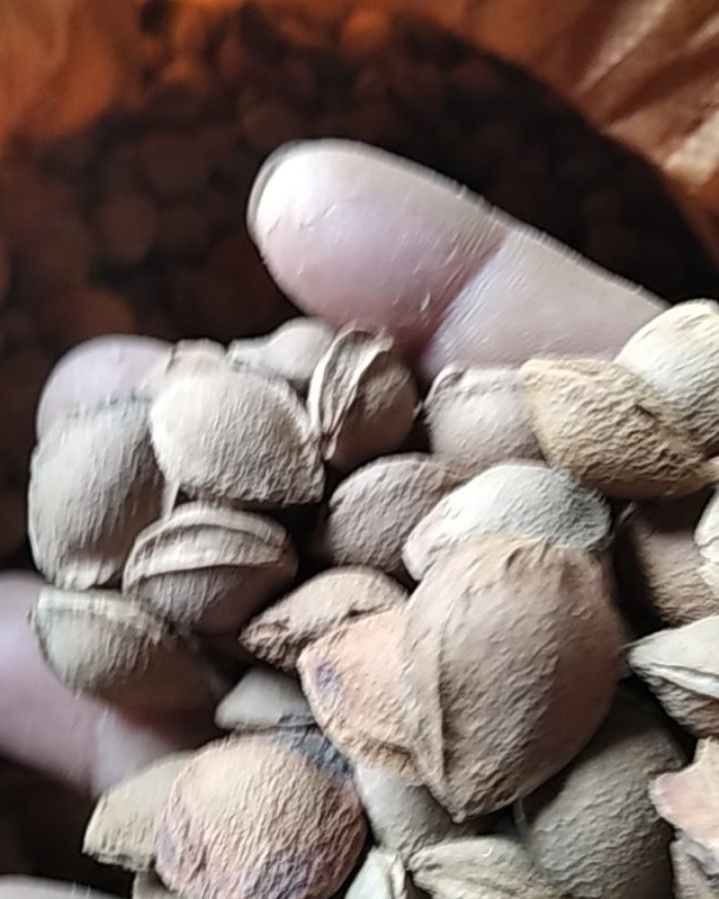 杏核大量批发零售各种中草药和当季农产品物美价廉