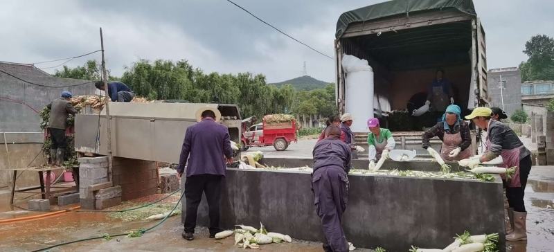 白萝卜大量供应白萝卜欢迎采购诚信经营一次合作终生朋友