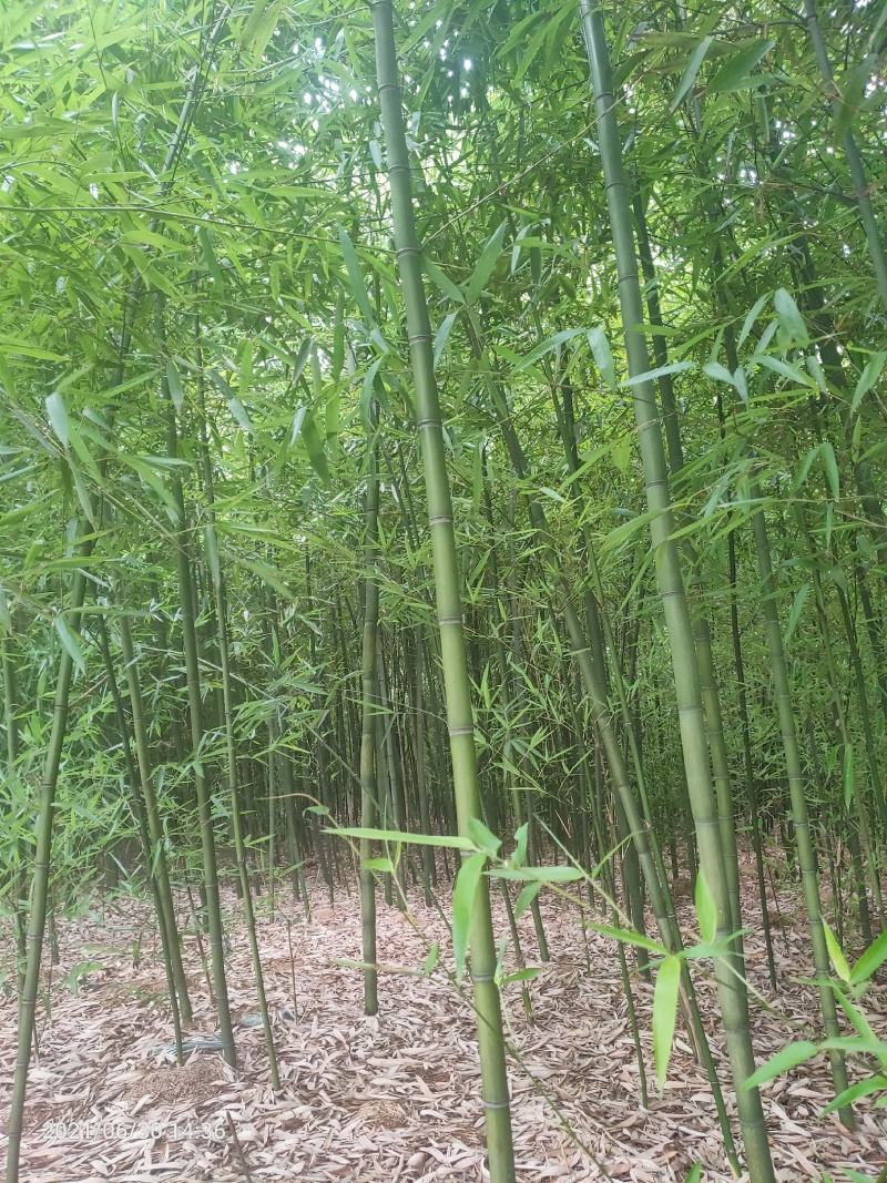 竹子