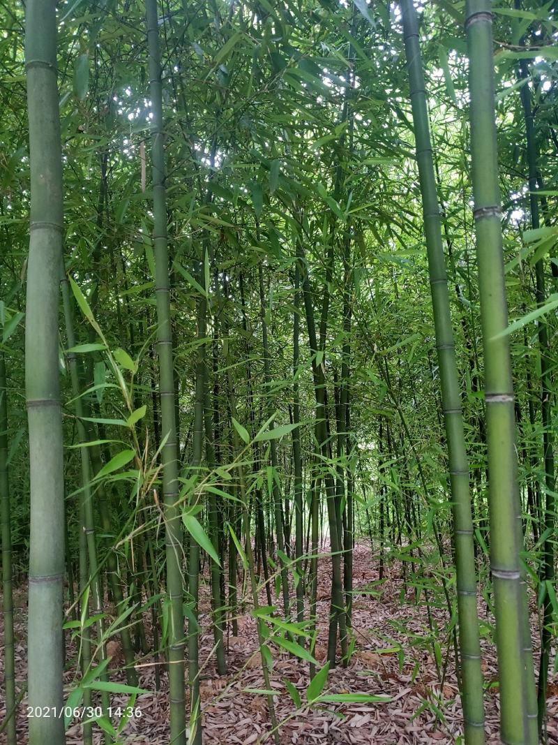 竹子