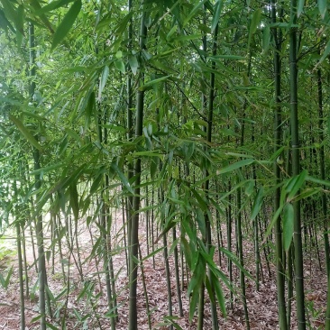 竹子