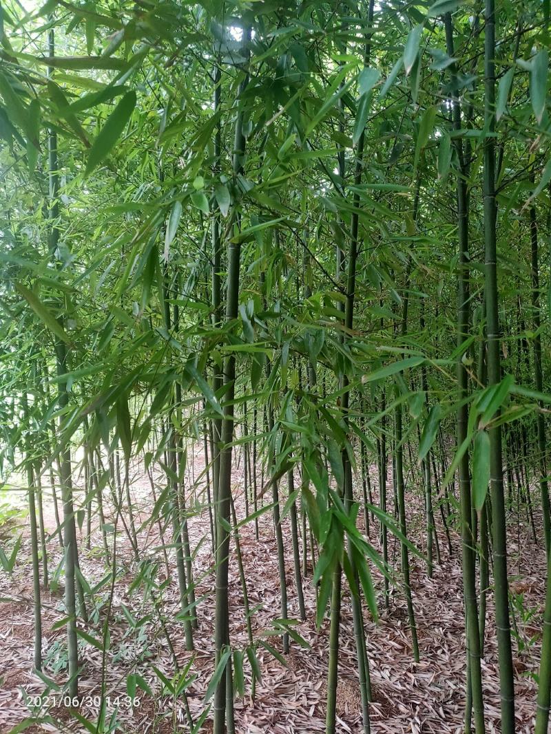 竹子