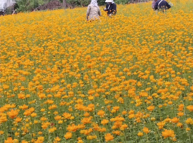 金莲花干金莲花干精选金莲花润喉茶正品金莲花