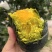 精品贝贝，干洗各种精品小贝贝量大可长期供货对接全国客商