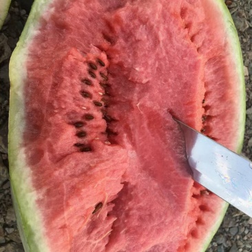 宁夏硒砂瓜上市了需要的朋友联系我好货不等人