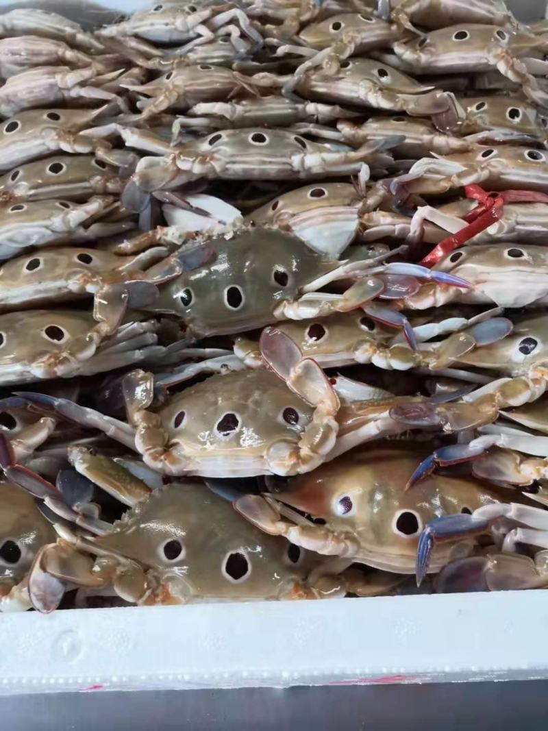 三点蟹