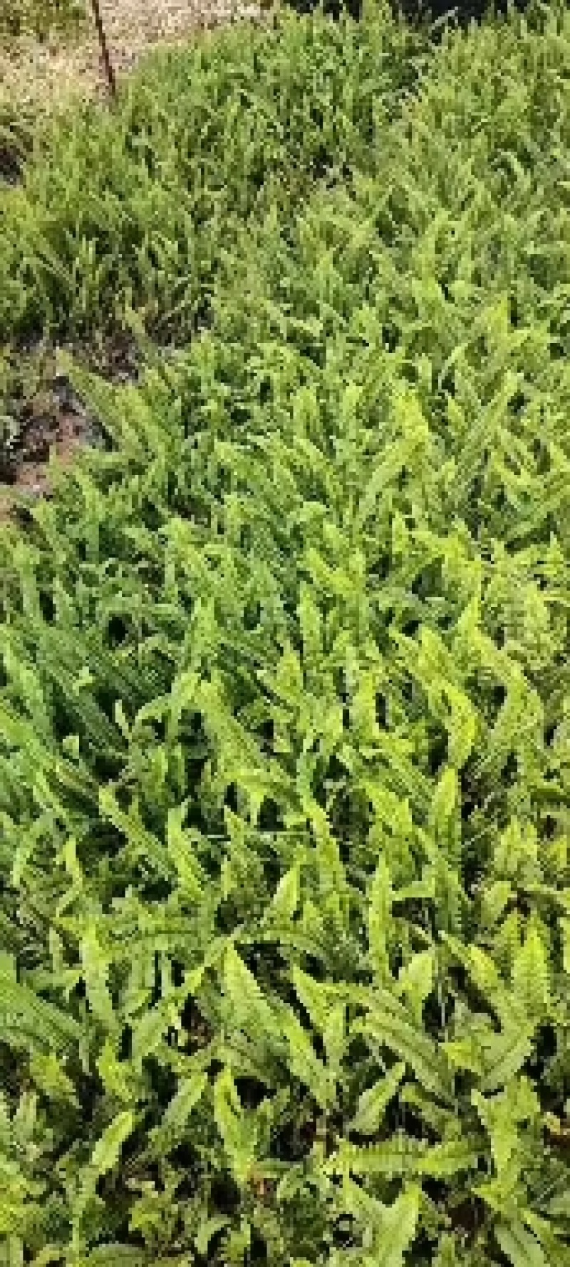 精品排骨草，自家种植产地直销，价格优惠，量大从优哦