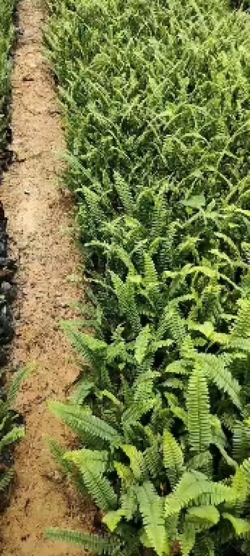 精品排骨草，自家种植产地直销，价格优惠，量大从优哦