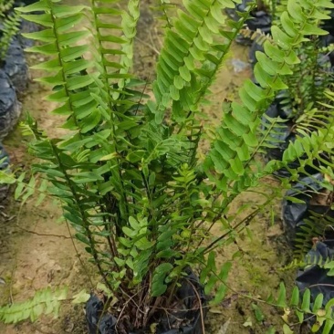 精品排骨草，自家种植产地直销，价格优惠，量大从优哦