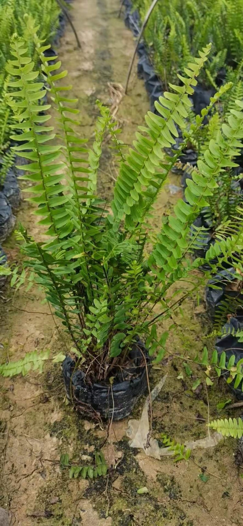 精品排骨草，自家种植产地直销，价格优惠，量大从优哦