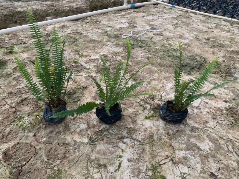精品排骨草，自家种植产地直销，价格优惠，量大从优哦
