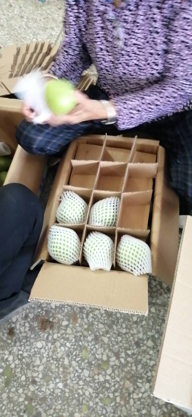 陕西省渭南早熟梨上市