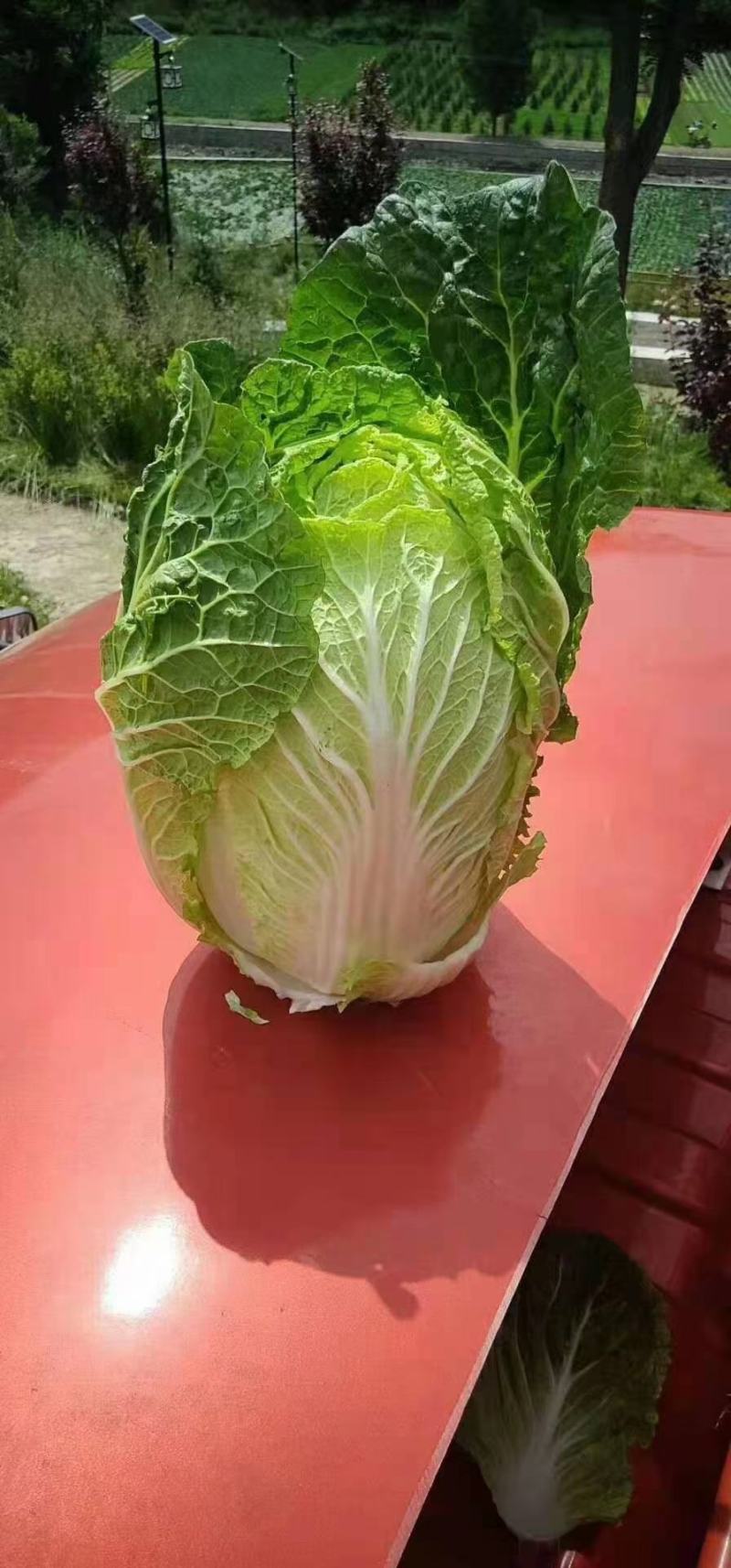 太白县高山有机黄心大白菜大量上市，品质优，耐运输欢迎采购