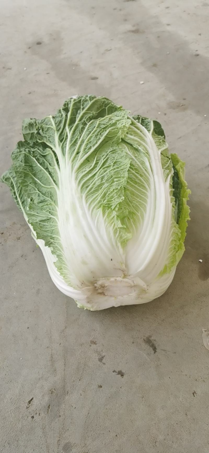 太白县高山有机黄心大白菜大量上市，品质优，耐运输欢迎采购
