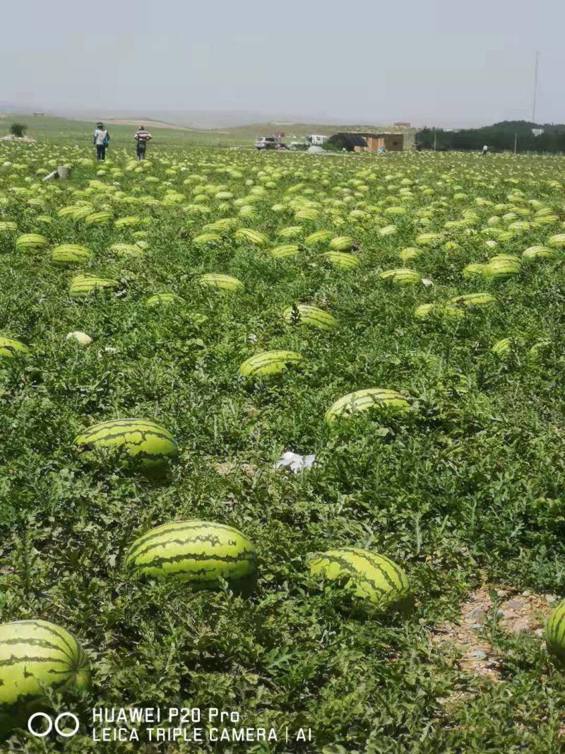 【热卖】宁夏中卫金花1号大量上市皮薄瓜甜10斤打底头茬