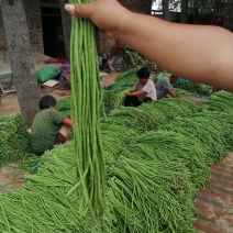 【豆角】优质青条豆角产地现摘现发可视频量大从优