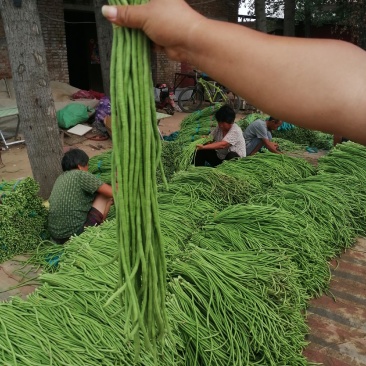 【豆角】优质青条豆角产地现摘现发可视频看货量大从优