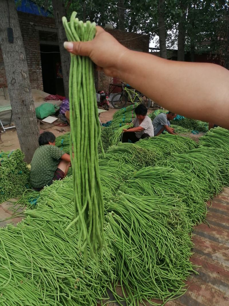 【豆角】优质青条豆角产地现摘现发可视频看货量大从优