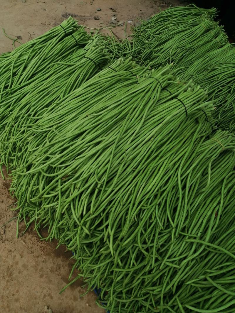 【豆角】优质青条豆角产地现摘现发可视频看货量大从优