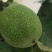 青皮核桃25mm以上青皮湿核桃，新鲜，都是当天摘的