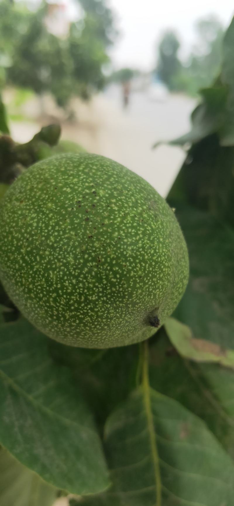 青皮核桃25mm以上青皮湿核桃，新鲜，都是当天摘的
