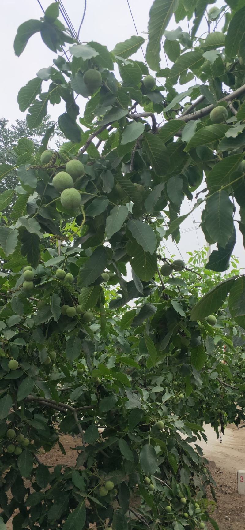 青皮核桃25mm以上青皮湿核桃，新鲜，都是当天摘的