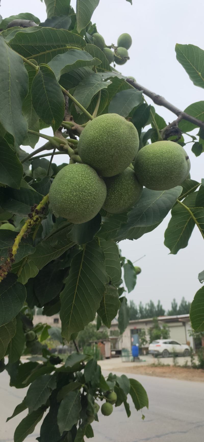 青皮核桃25mm以上青皮湿核桃，新鲜，都是当天摘的