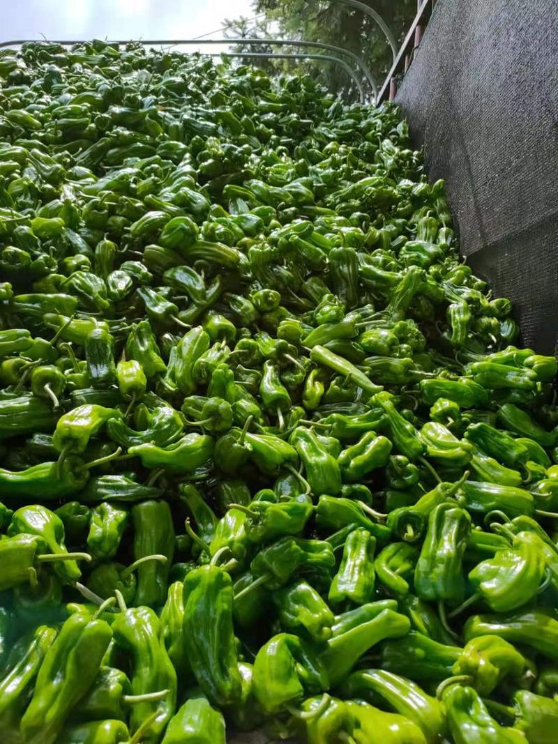 苏椒大量供应、产地直销、质量保证、支持各种包装、欢迎采购