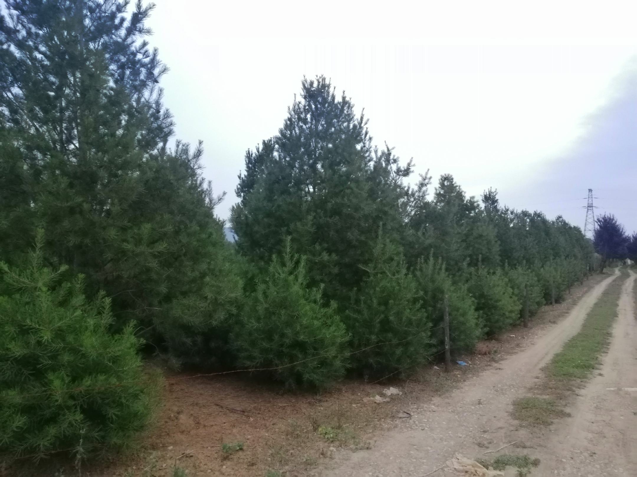 白皮松成年乔木形态