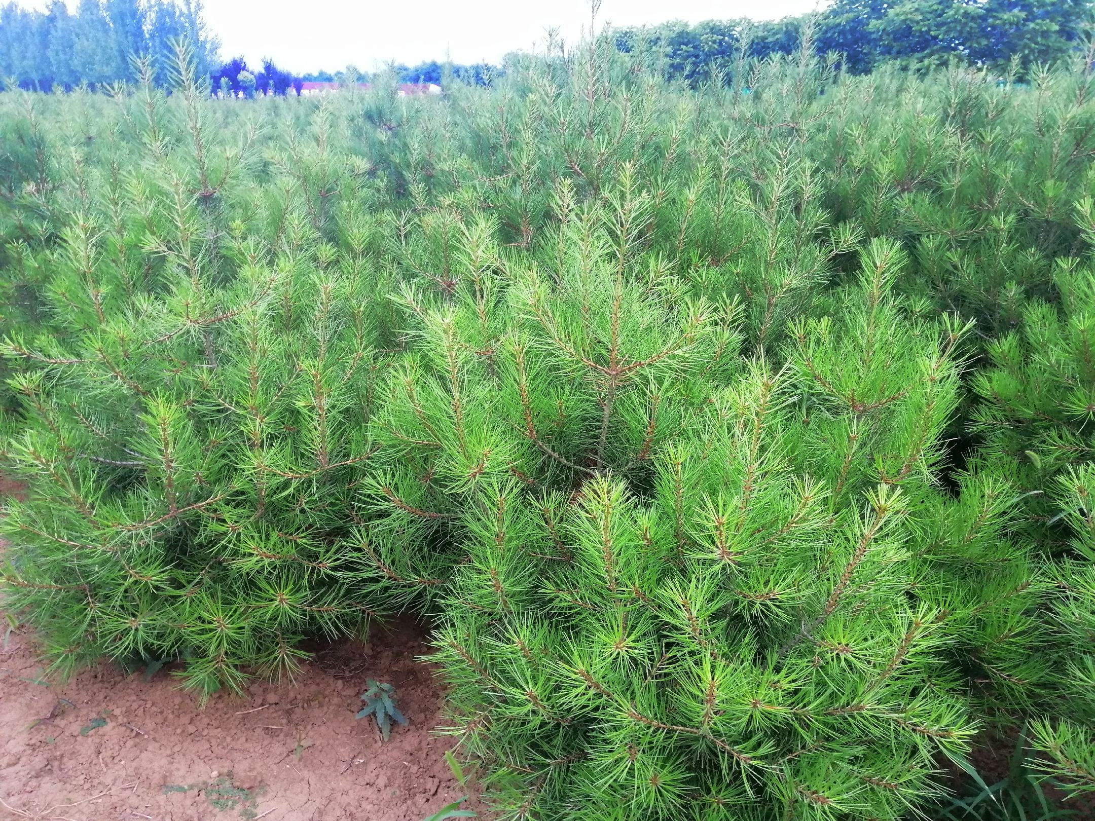 白皮松在园林中的应用