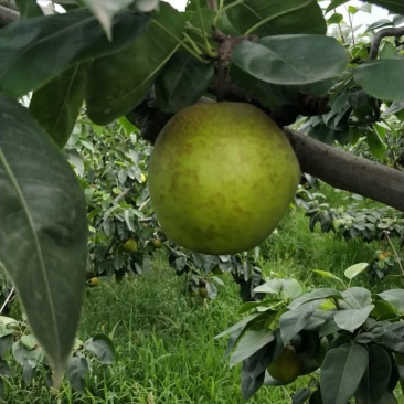 大量出售翠冠梨