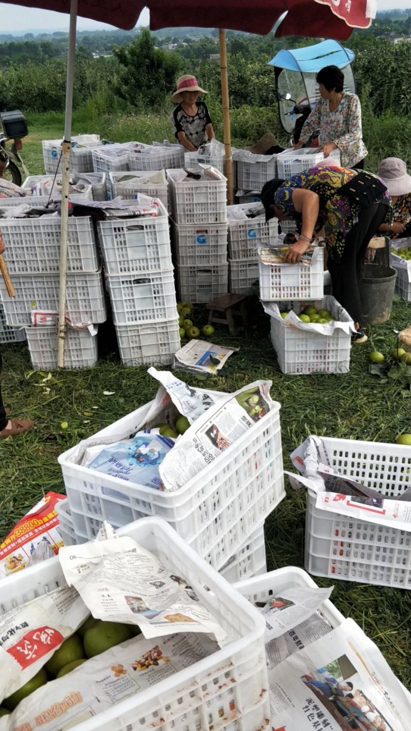 大量出售翠冠梨