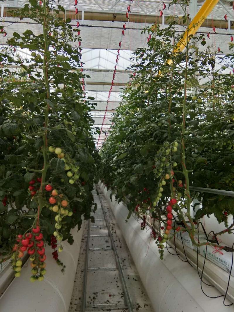 串收番茄，串番茄，樱桃番茄，货源稳定，全年供应，智能温室