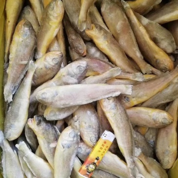 干冻，黄花鱼