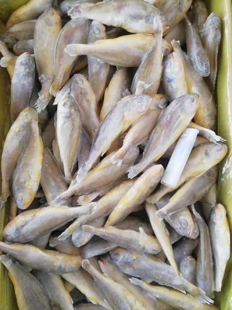干冻，黄花鱼