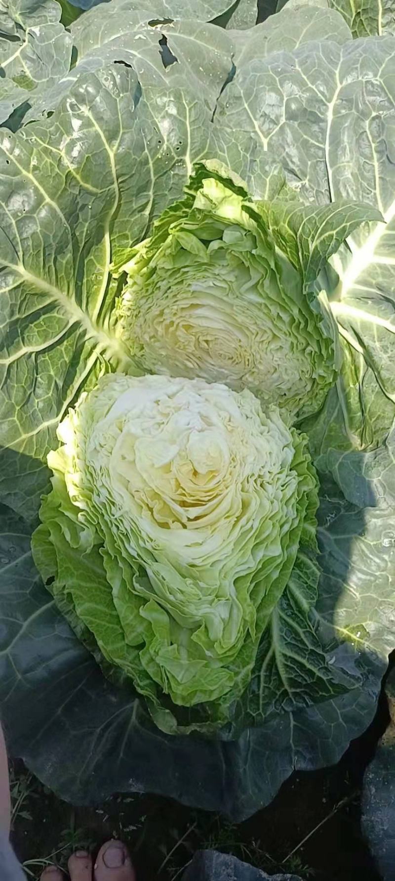 牛心菜大量供应欢迎采购诚信经营一次合作终生朋友
