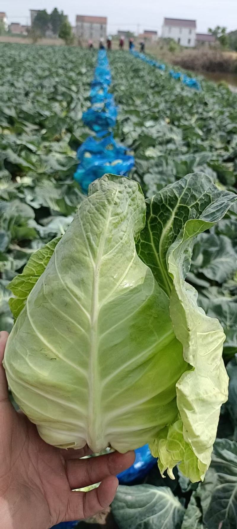 牛心菜大量供应欢迎采购诚信经营一次合作终生朋友