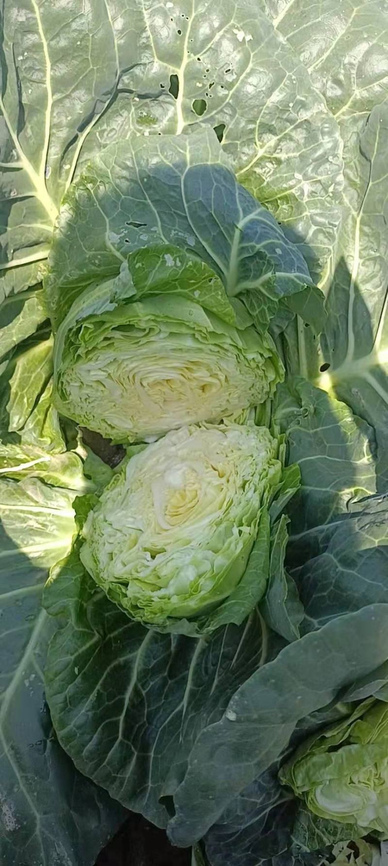 牛心菜大量供应欢迎采购诚信经营一次合作终生朋友