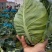牛心菜大量供应欢迎采购诚信经营一次合作终生朋友