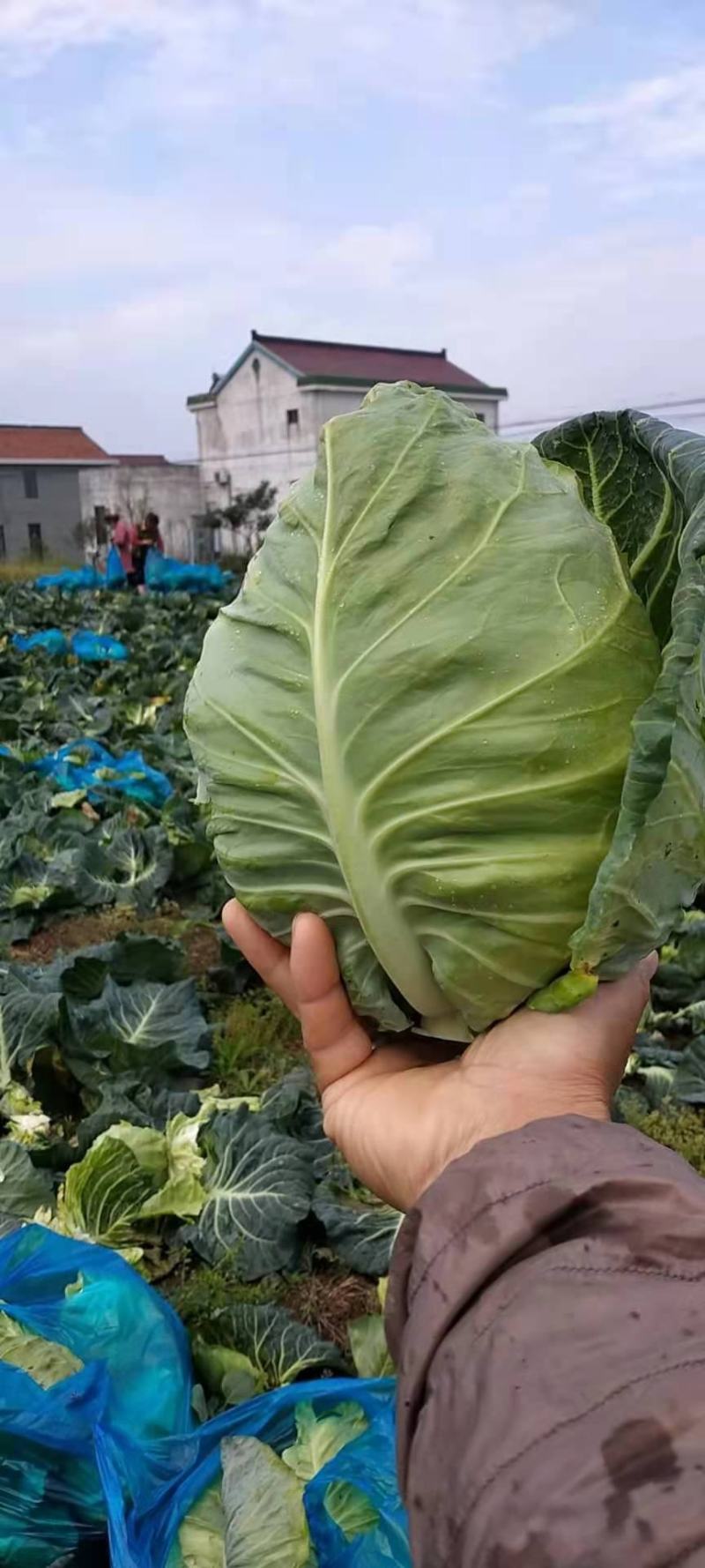 牛心菜大量供应欢迎采购诚信经营一次合作终生朋友